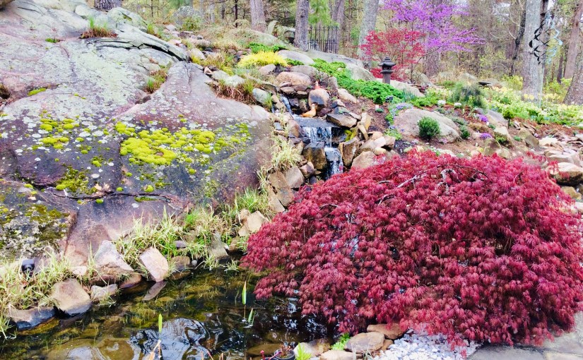 AndAllen- Journey to a new&nbsp;garden